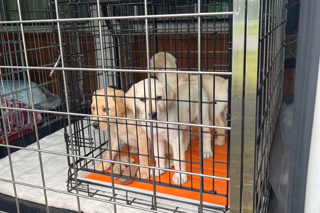 盲導犬の輸送を行いました